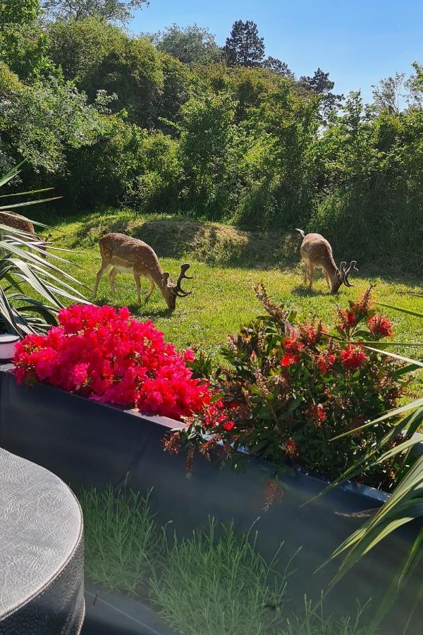 B&B Het Duinhuisje Met Jacuzzi, Gratis Parkeren, 2 Fietsen Te Leen, Airco Zandvoort Exterior photo